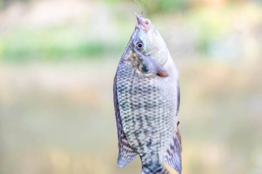 Tatlı su tilapia balığı oltaya takıldı.