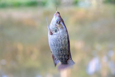 Tatlı su tilapia balığı oltaya takıldı.
