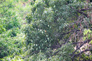 Tropikal mango meyveleriyle dolu ağaç