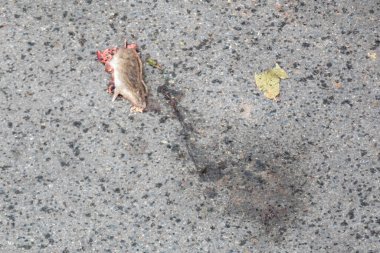Ölü sıçan şehir asfaltında ezilmiş.