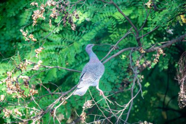 Seçici odak noktasında 