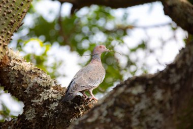 Seçici odak noktasında 