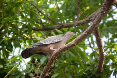 Seçici odak noktasında 