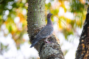 Seçici odak noktasında 