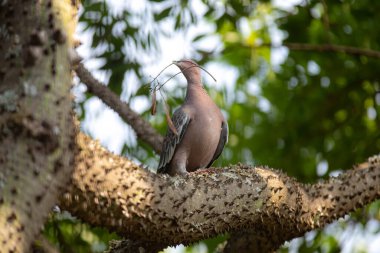 Seçici odak noktasında 