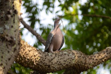 Seçici odak noktasında 