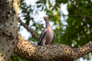 Seçici odak noktasında 