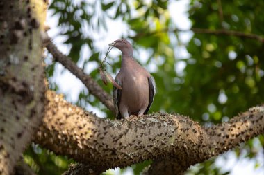 Seçici odak noktasında 