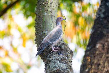 Seçici odak noktasında 