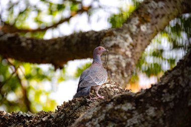 Wild dove known as 