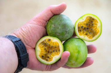 Kırsal kesimden tutku meyvesi ya da taşradan tutku meyvesi ya da Cerrado 'dan marucuj. passiflora sururuca, passiflora serrata, passiflora gibertii,