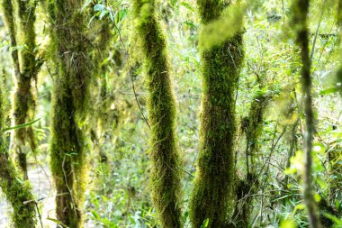 Atlantik Ormanı ve Brezilya yağmur ormanlarının doğal vahşi doğası
