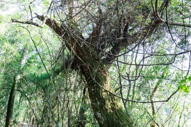 Atlantik Ormanı ve Brezilya yağmur ormanlarının doğal vahşi doğası