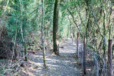 Atlantik Ormanı ve Brezilya yağmur ormanlarının doğal vahşi doğası