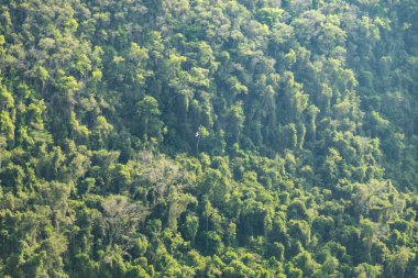 Atlantik Ormanı ve Brezilya yağmur ormanlarının doğal vahşi doğası