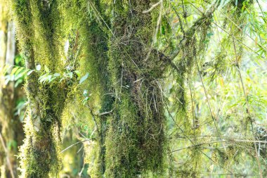 Atlantik Ormanı ve Brezilya yağmur ormanlarının doğal vahşi doğası