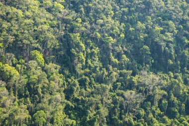 Atlantik Ormanı ve Brezilya yağmur ormanlarının doğal vahşi doğası
