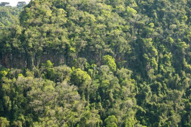 Atlantik Ormanı ve Brezilya yağmur ormanlarının doğal vahşi doğası