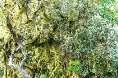 Atlantik Ormanı ve Brezilya yağmur ormanlarının doğal vahşi doğası