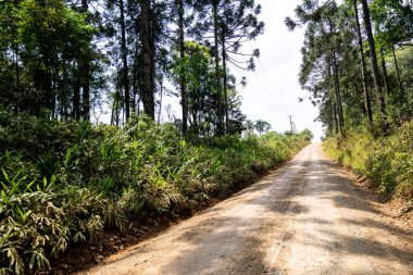 Atlantik Ormanı ve Brezilya yağmur ormanlarının doğal vahşi doğası