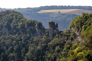 Atlantik Ormanı ve Brezilya yağmur ormanlarının doğal vahşi doğası