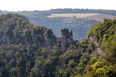 Atlantik Ormanı ve Brezilya yağmur ormanlarının doğal vahşi doğası