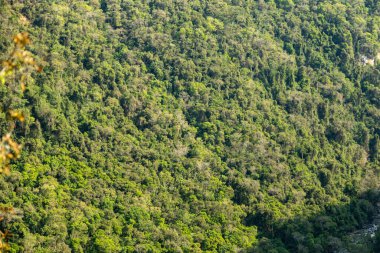 Atlantik Ormanı ve Brezilya yağmur ormanlarının doğal vahşi doğası