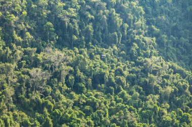 Atlantik Ormanı ve Brezilya yağmur ormanlarının doğal vahşi doğası