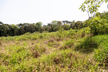 Atlantik Ormanı ve Brezilya yağmur ormanlarının doğal vahşi doğası