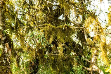 Atlantik Ormanı ve Brezilya yağmur ormanlarının doğal vahşi doğası