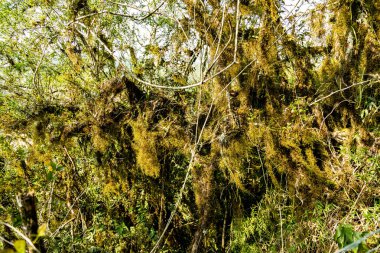 Atlantik Ormanı ve Brezilya yağmur ormanlarının doğal vahşi doğası