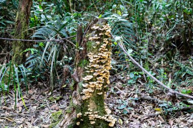 Atlantik Ormanı ve Brezilya yağmur ormanlarının doğal vahşi doğası