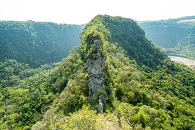 Atlantik Ormanı ve Brezilya yağmur ormanlarının doğal vahşi doğası