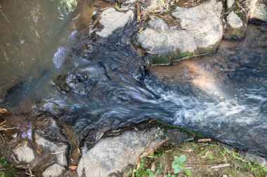 Atlantik Ormanı ve Brezilya yağmur ormanlarının doğal vahşi doğası