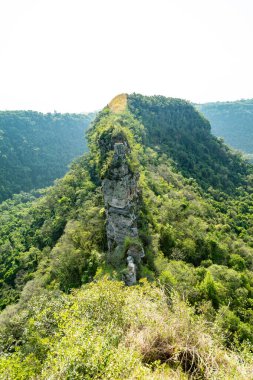 Atlantik Ormanı ve Brezilya yağmur ormanlarının doğal vahşi doğası