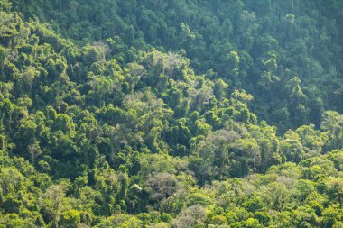 Atlantik Ormanı ve Brezilya yağmur ormanlarının doğal vahşi doğası