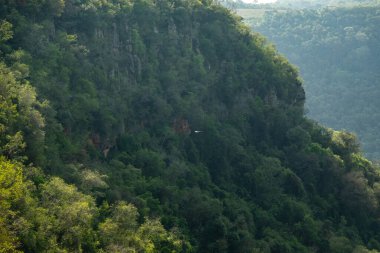 Atlantik Ormanı ve Brezilya yağmur ormanlarının doğal vahşi doğası