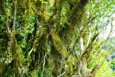 Atlantik Ormanı ve Brezilya yağmur ormanlarının doğal vahşi doğası