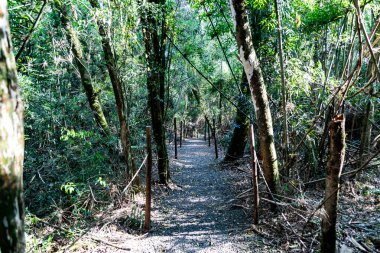 Atlantik Ormanı ve Brezilya yağmur ormanlarının doğal vahşi doğası
