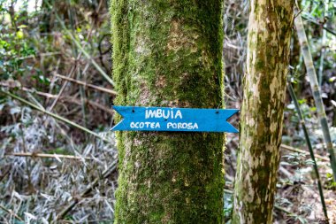 Atlantik Ormanı ve Brezilya yağmur ormanlarının doğal vahşi doğası