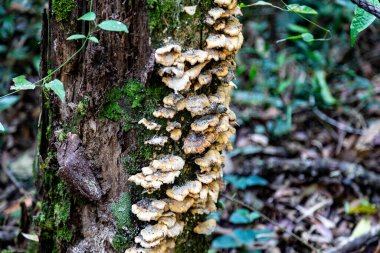 Atlantik Ormanı ve Brezilya yağmur ormanlarının doğal vahşi doğası