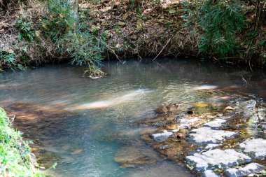 Atlantik Ormanı ve Brezilya yağmur ormanlarının doğal vahşi doğası