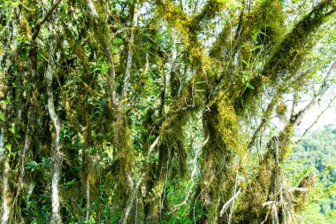 Atlantik Ormanı ve Brezilya yağmur ormanlarının doğal vahşi doğası