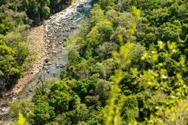 Atlantik Ormanı ve Brezilya yağmur ormanlarının doğal vahşi doğası