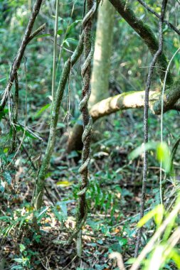 Atlantik Ormanı ve Brezilya yağmur ormanlarının doğal vahşi doğası