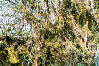 Atlantik Ormanı ve Brezilya yağmur ormanlarının doğal vahşi doğası