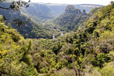 Atlantik Ormanı ve Brezilya yağmur ormanlarının doğal vahşi doğası