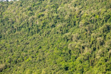 Atlantik Ormanı ve Brezilya yağmur ormanlarının doğal vahşi doğası