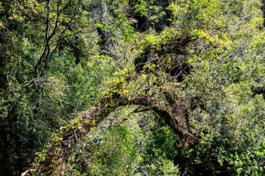 Atlantik Ormanı ve Brezilya yağmur ormanlarının doğal vahşi doğası