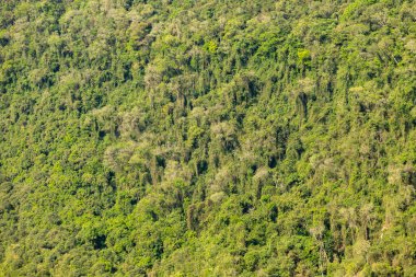 Atlantik Ormanı ve Brezilya yağmur ormanlarının doğal vahşi doğası